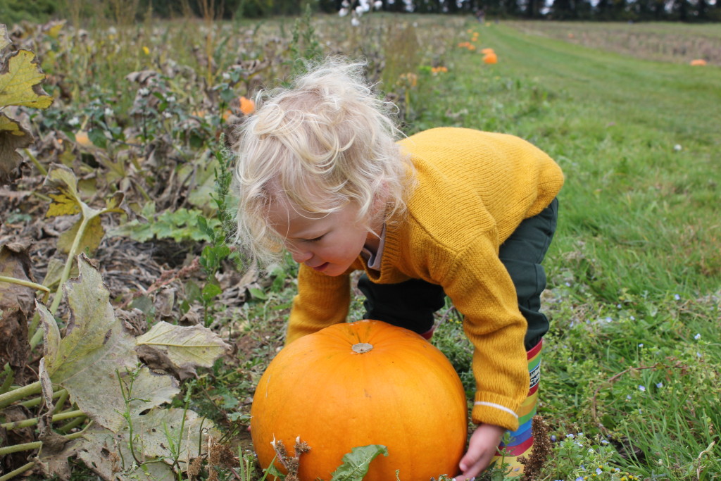 Pick Your Own Pumpkin. Lara Joanna Jarvis