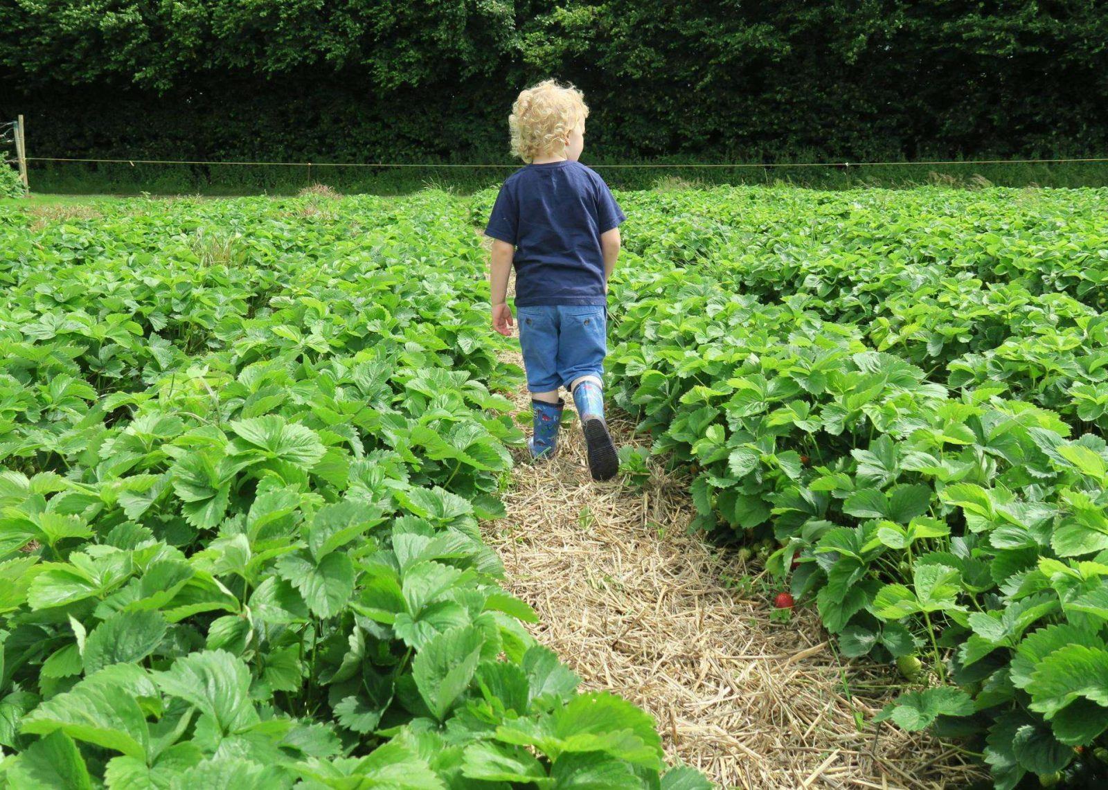Strawberry Picking in Hampshire. Lara Joanna Jarvis