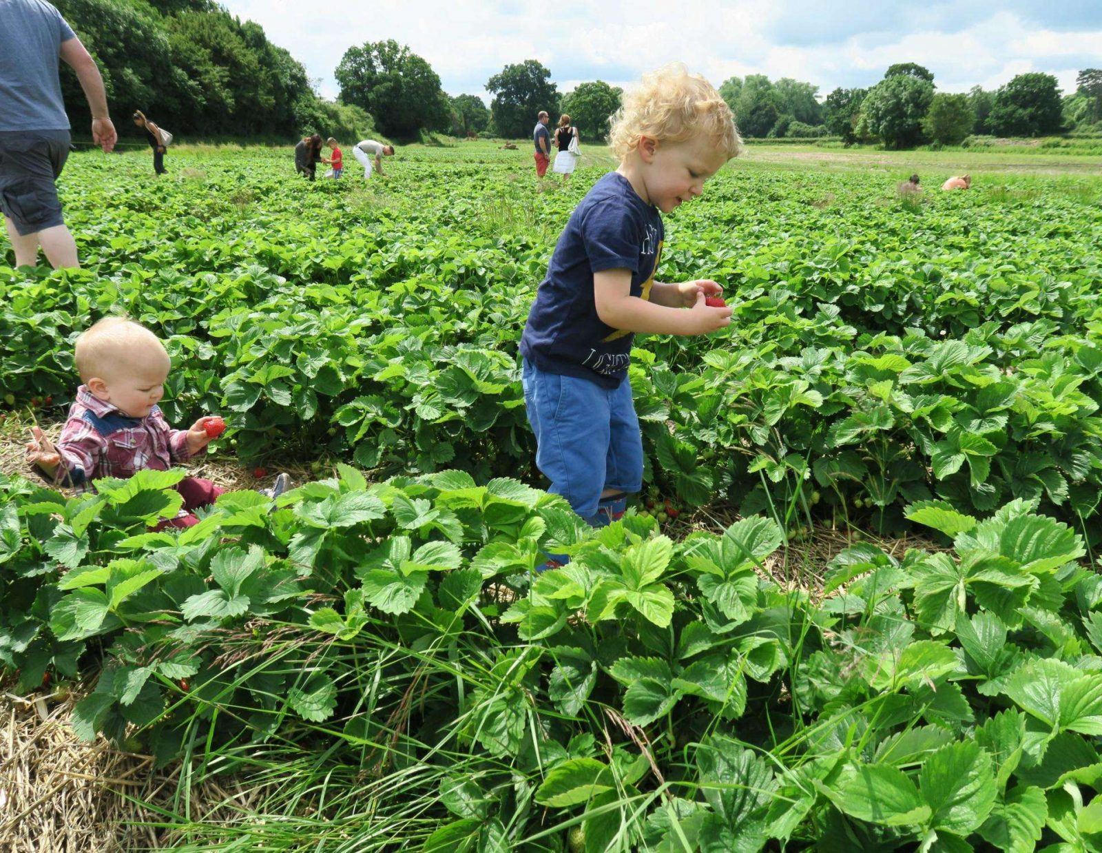 Strawberry Picking in Hampshire. Lara Joanna Jarvis
