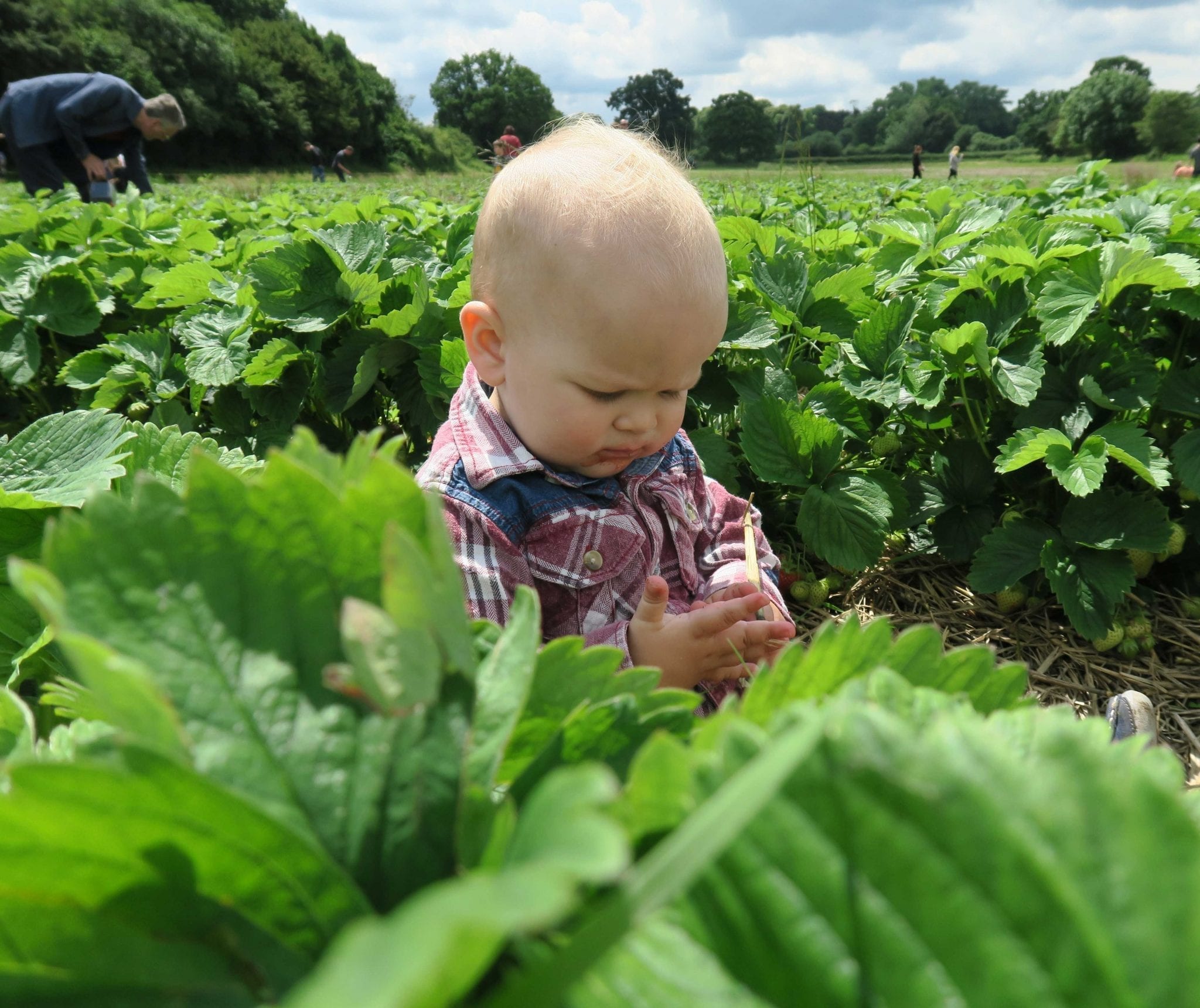 Strawberry Picking in Hampshire. Lara Joanna Jarvis