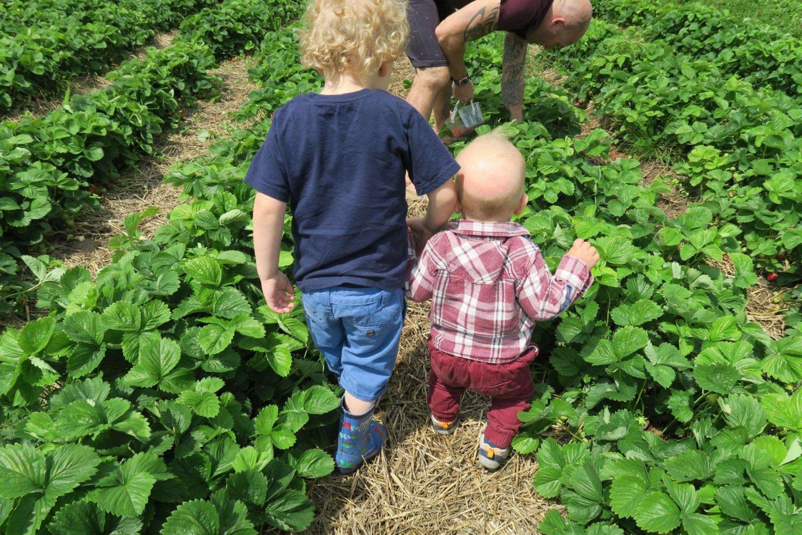 Strawberry Picking in Hampshire. Lara Joanna Jarvis