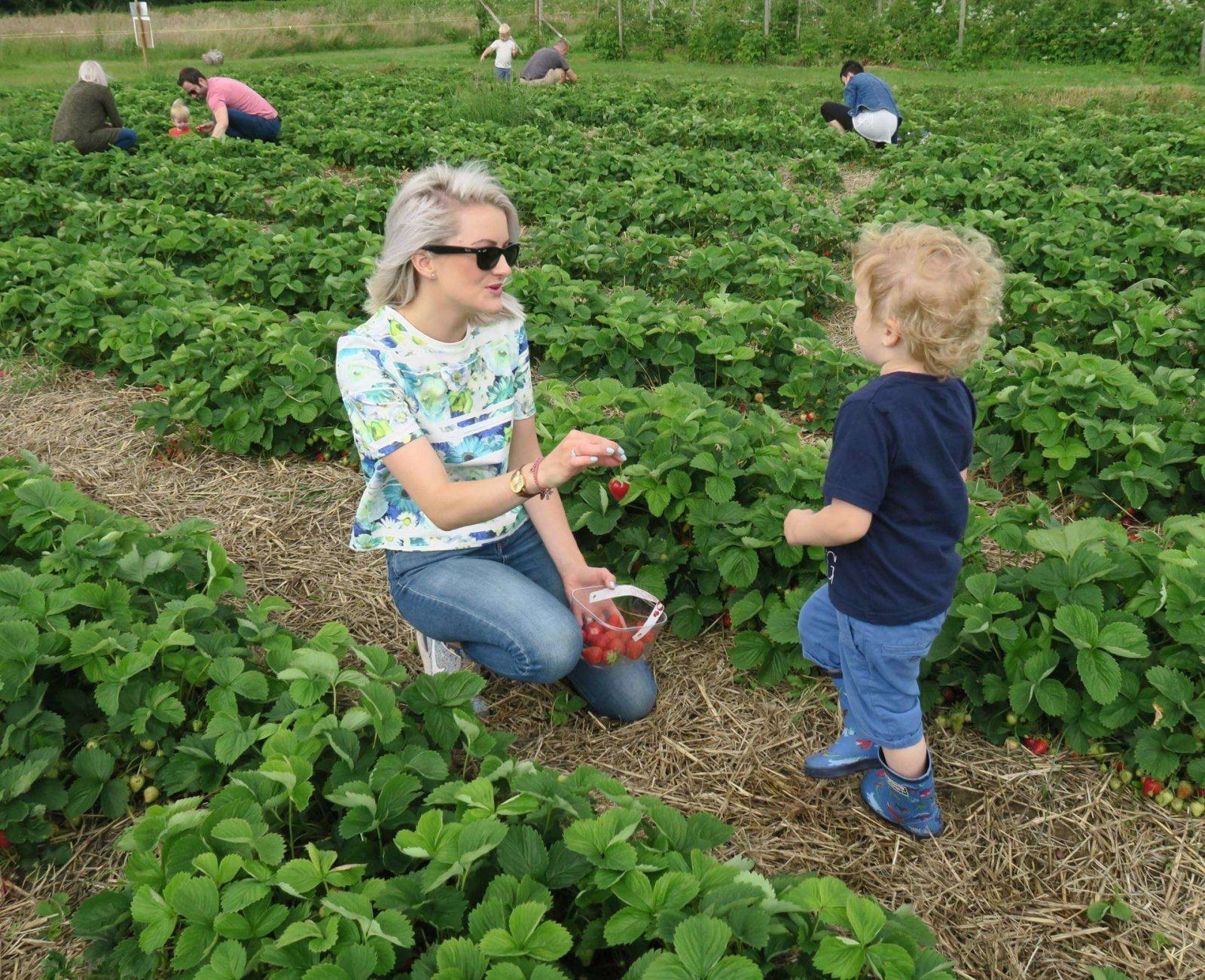 Strawberry Picking in Hampshire. Lara Joanna Jarvis