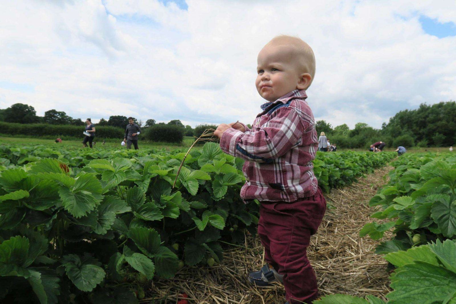 Strawberry Picking in Hampshire. Lara Joanna Jarvis