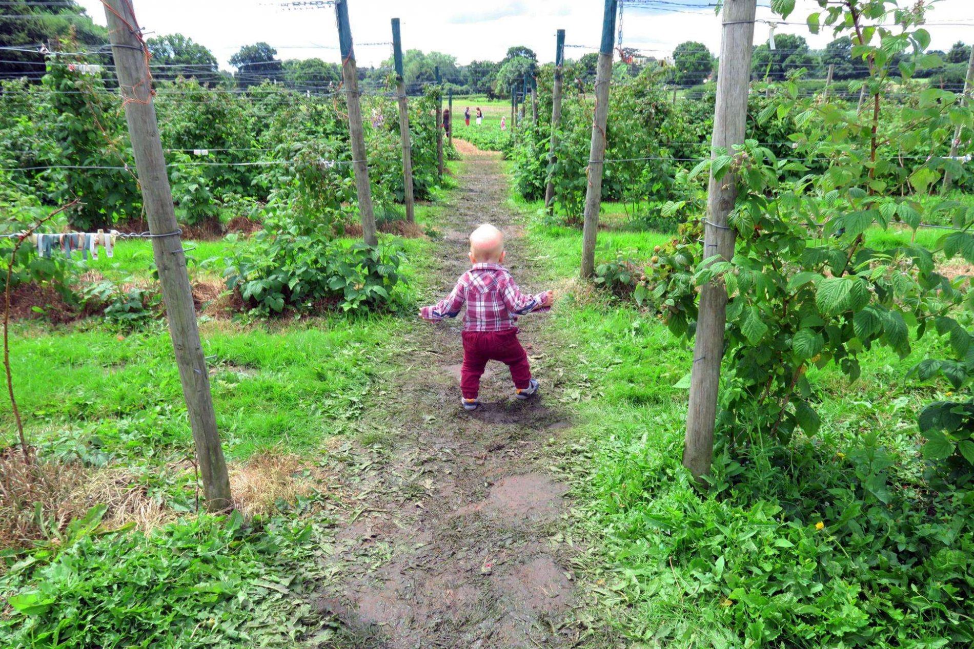 strawberry-picking-in-hampshire