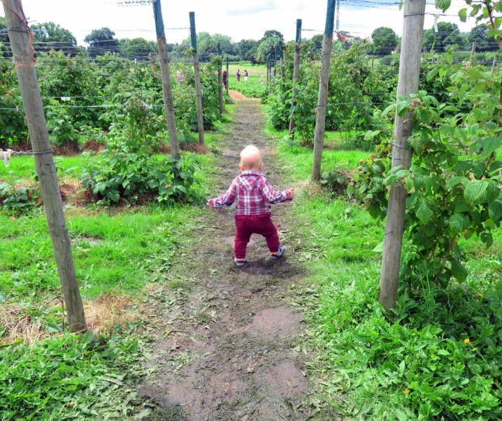 Strawberry Picking in Hampshire.