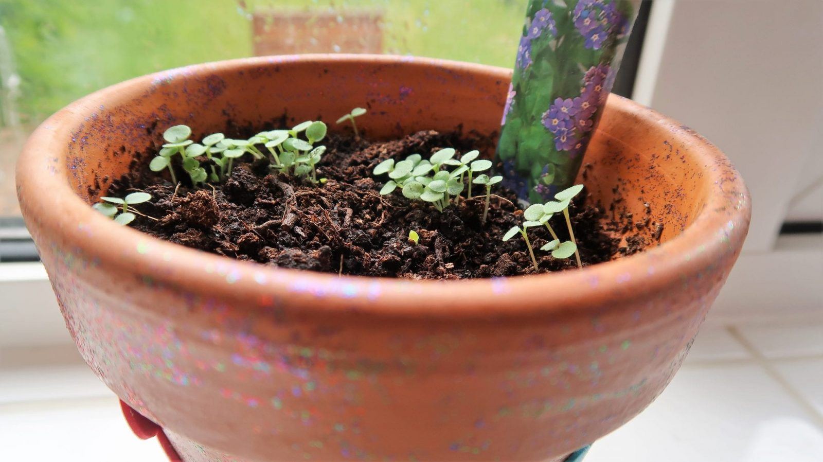 Forget Me Not | Dementia Awareness Week. Lara Joanna Jarvis
