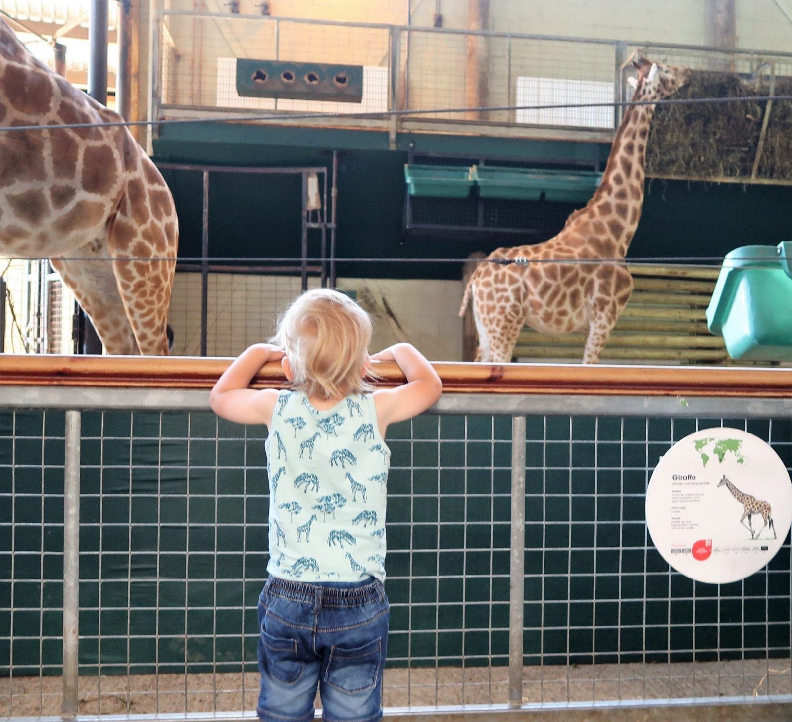 New Lemur Loop Attraction at Marwell Zoo Lara Joanna Jarvis