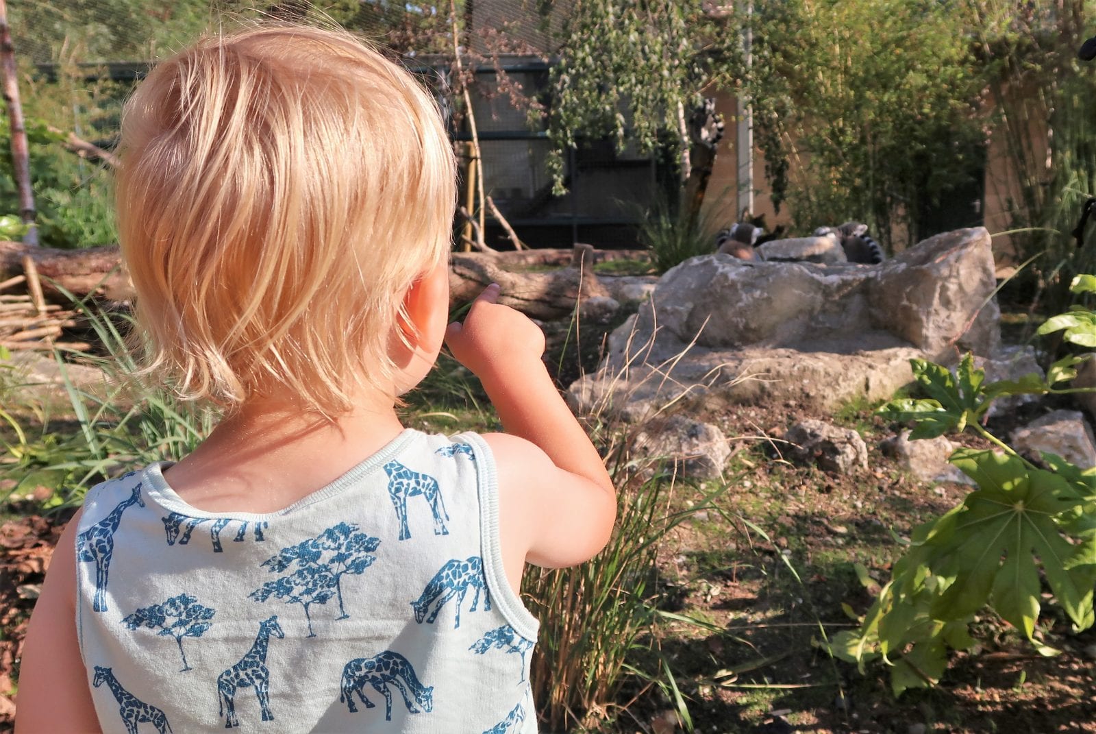 New Lemur Loop Attraction at Marwell Zoo Lara Joanna Jarvis