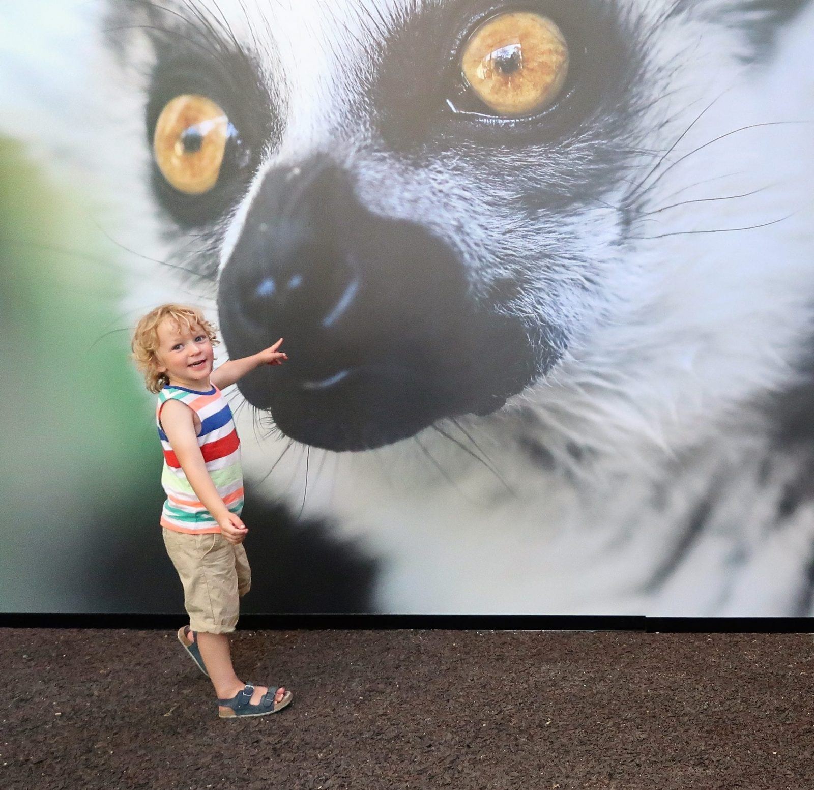 New Lemur Loop Attraction at Marwell Zoo Lara Joanna Jarvis