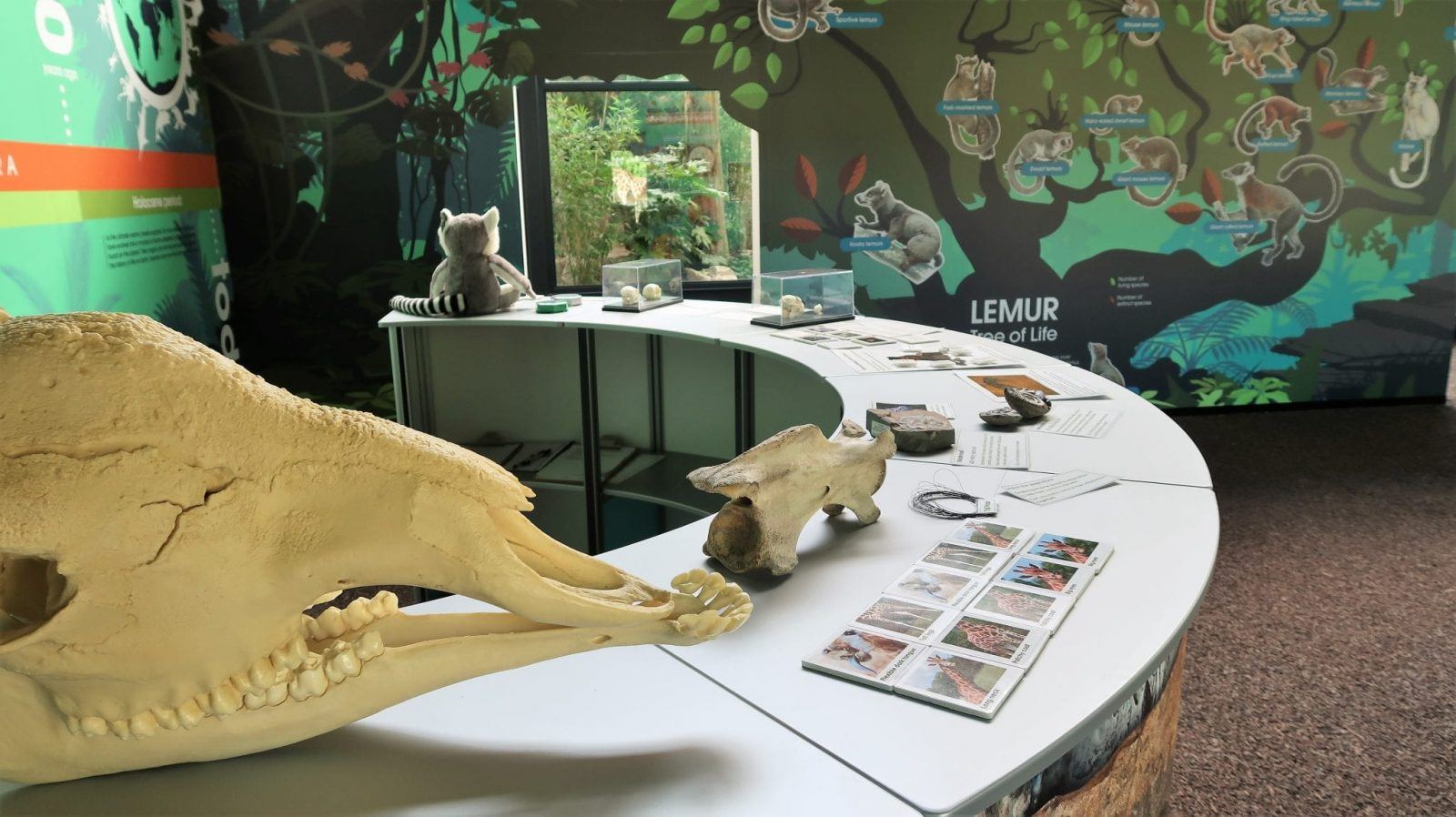 New Lemur Loop Attraction at Marwell Zoo Lara Joanna Jarvis