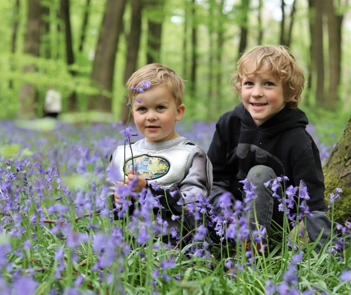 Bluebells In Hampshire – Micheldever Woods.