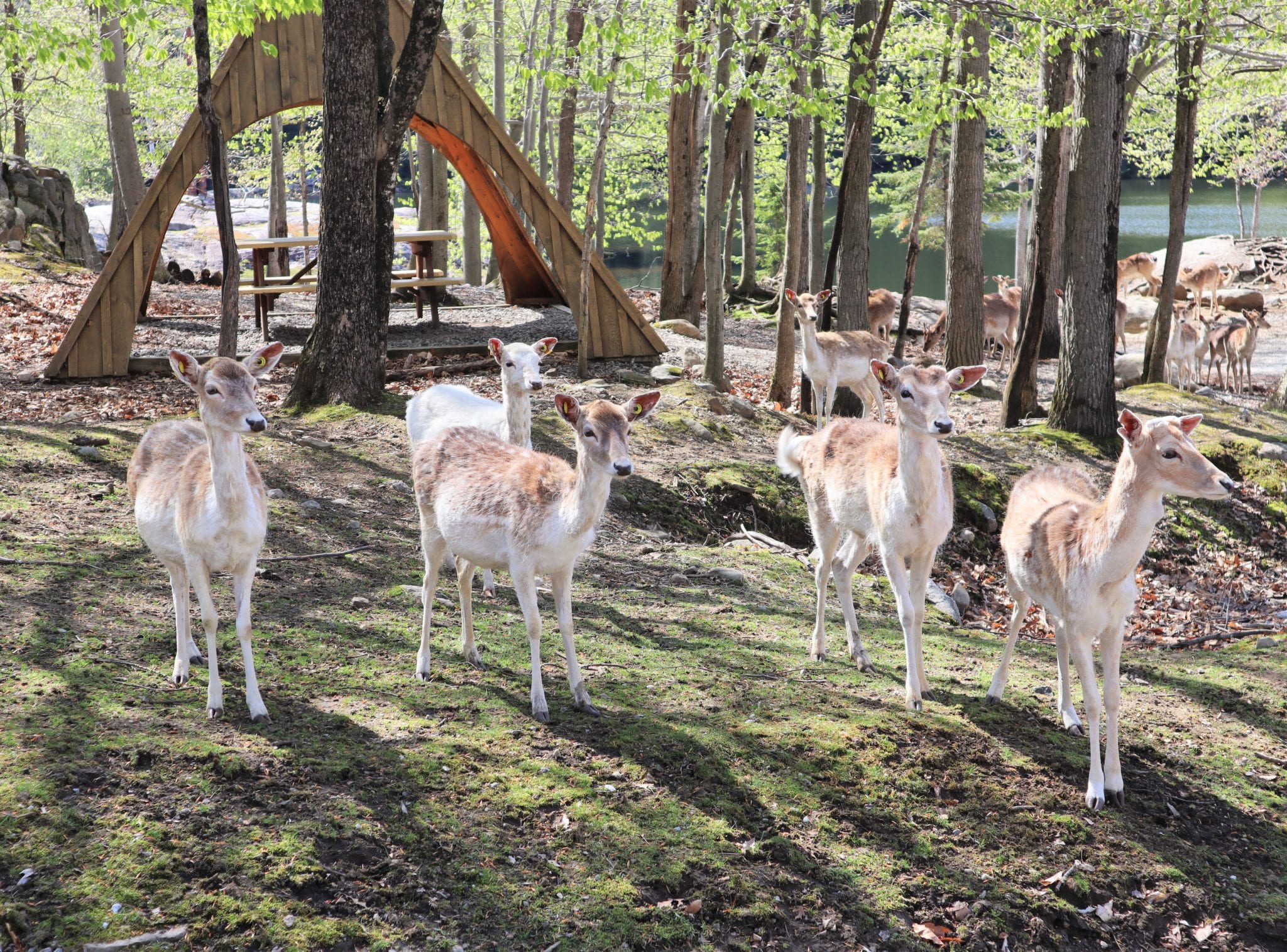 Omega Park: A One-of-a-Kind Canadian Safari In Quebec. Lara Joanna Jarvis