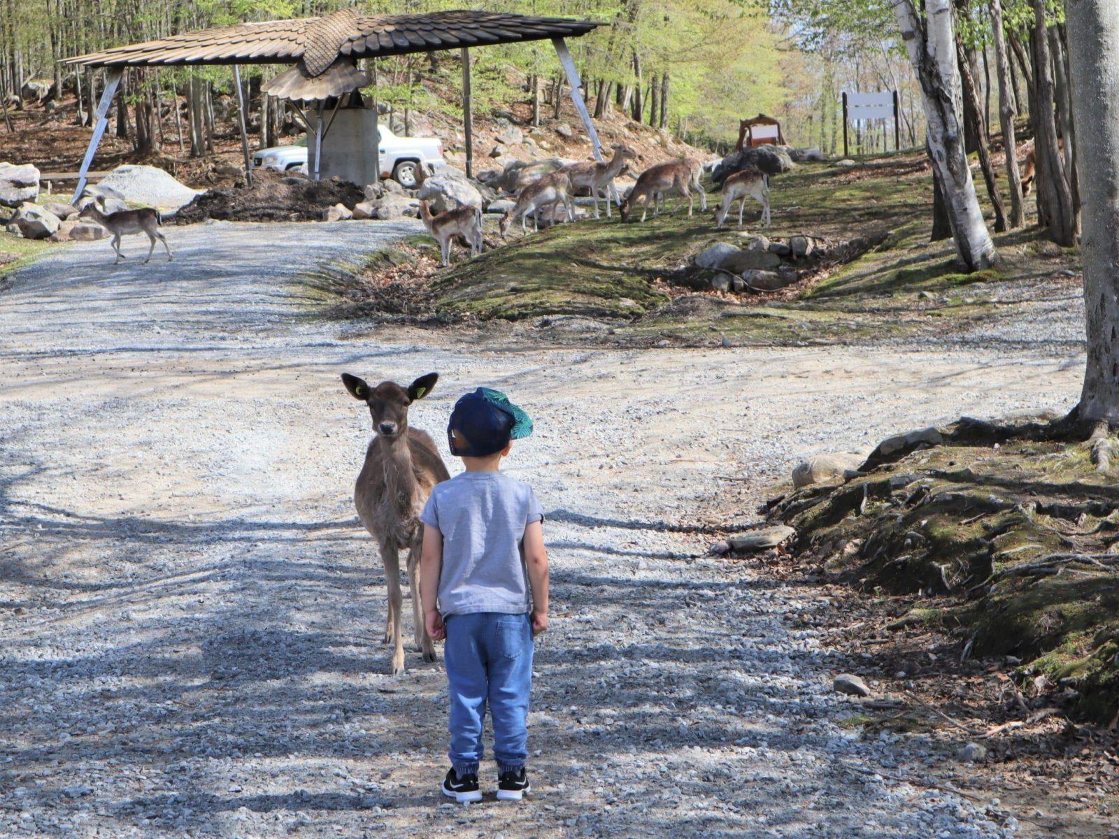 young boy stood in front of a deer