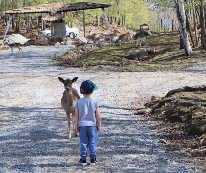 Omega Park: A One-of-a-Kind Canadian Safari In Quebec.