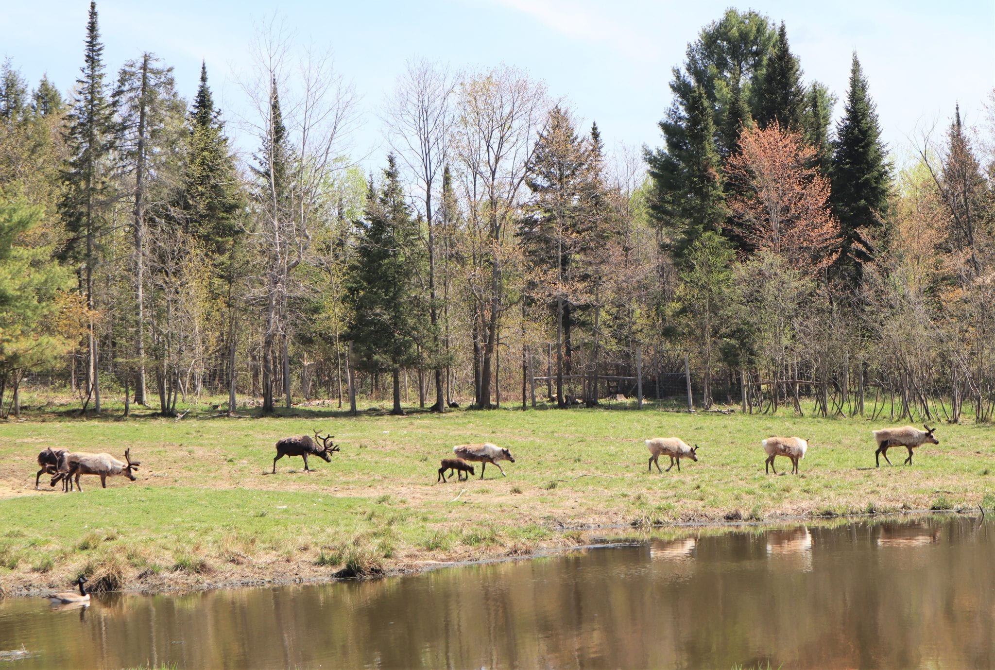 Omega Park: A One-of-a-Kind Canadian Safari In Quebec. Lara Joanna Jarvis