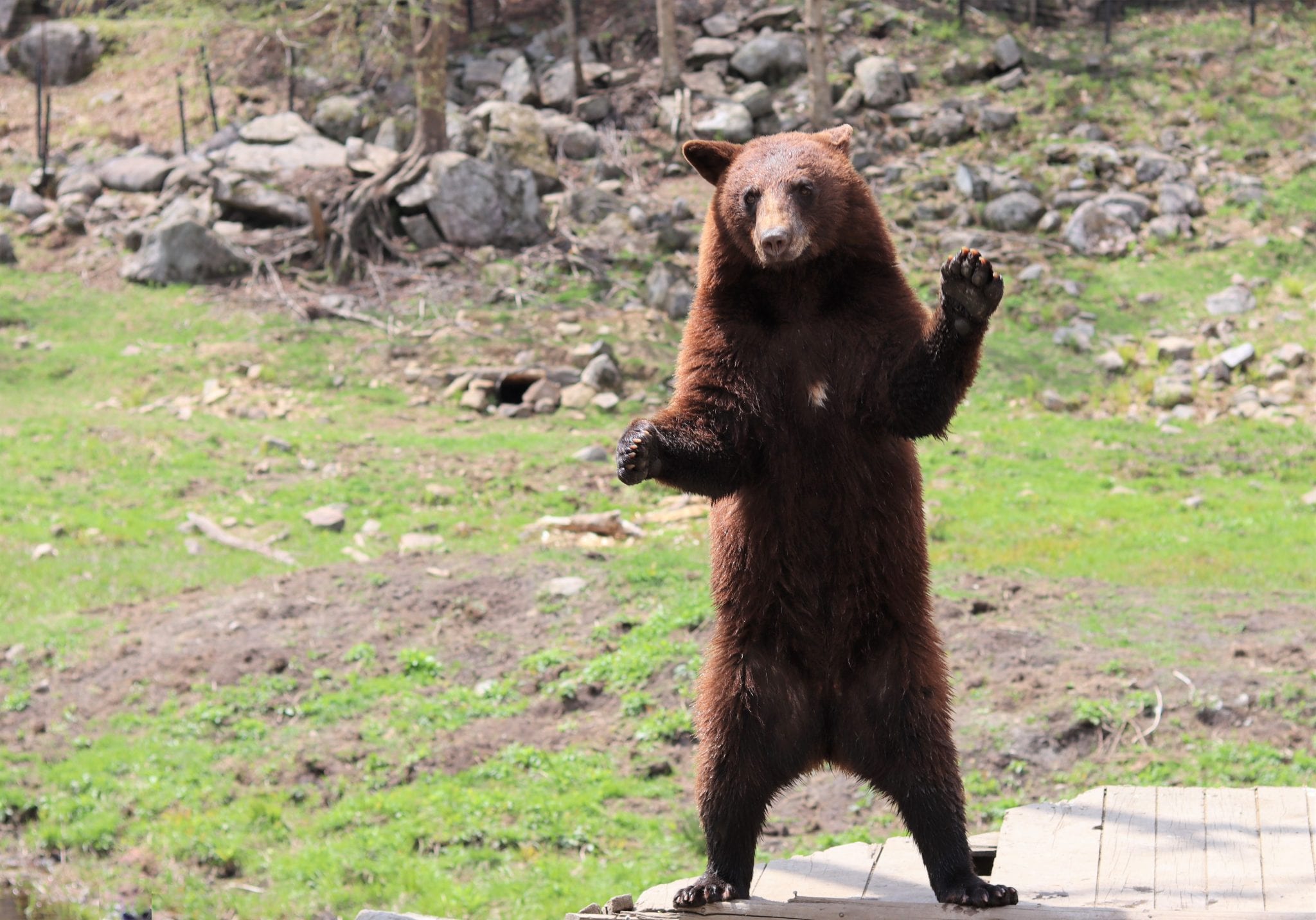 Omega Park: A One-of-a-Kind Canadian Safari In Quebec. Lara Joanna Jarvis