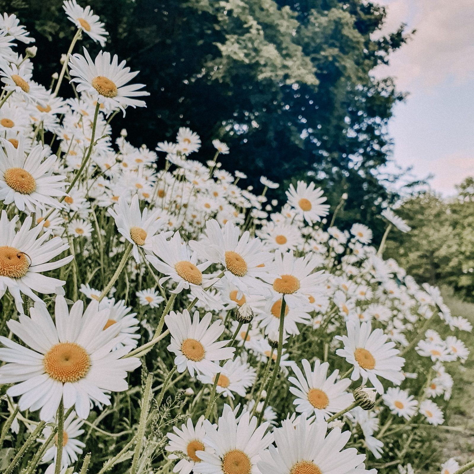 pretty daisies close up