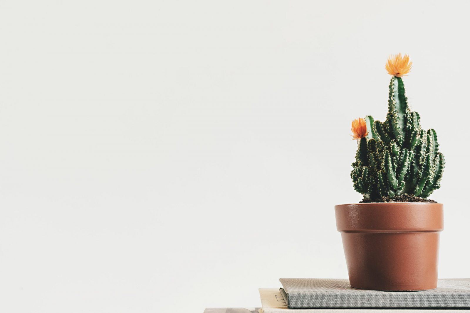 minimalistic shot of a plant with white background FRUGAL LIVING